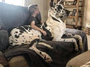 Foto langka dan Unik Ukuran Raksasa Foto langka dan Unik Ukuran Raksasa