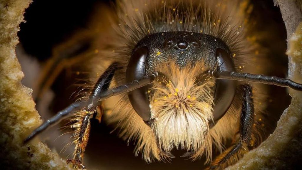 Potret Cantik Lebah dari Jarak Dekat