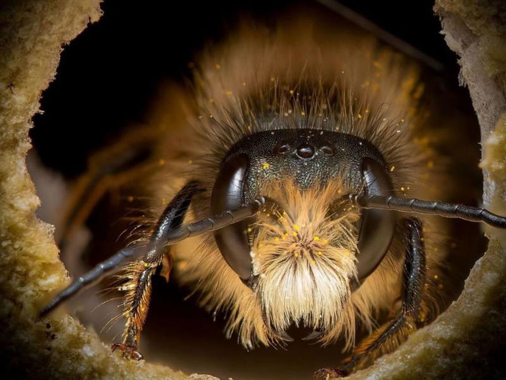 Potret Cantik Lebah dari Jarak Dekat