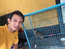 Macan Rembah yang Ditangkap Wakil Ketua DPRD Jember Akan Diserahkan ke BKSDA