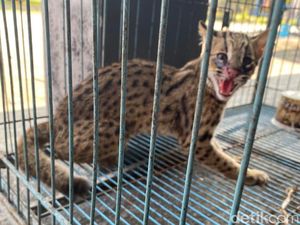 Wakil Ketua DPRD Jember Tangkap Macan Rembah yang Masuk Halaman Rumah