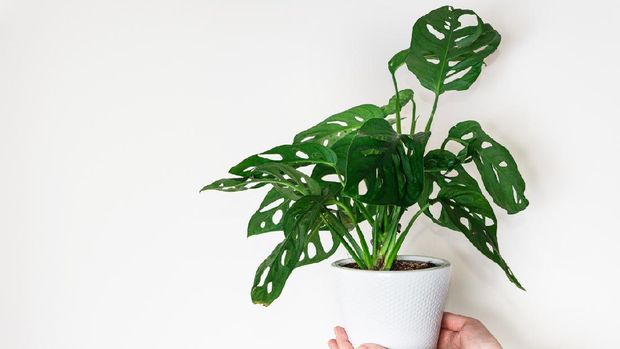 Concept of urban jungle, growing plants at home