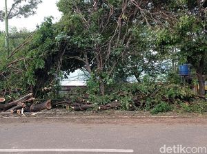 Sisa Pohon Tumbang di Juanda Depok Belum Diangkut, Ditaruh di Trotoar