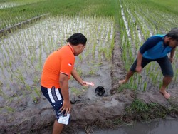 Berteduh di Rumah Sawah, Petani di Polman Tewas Disambar Petir