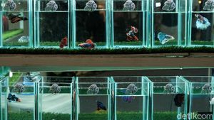 Yuk, Merapat! Ada Festival Ikan Cupang Keren Nih di Serpong