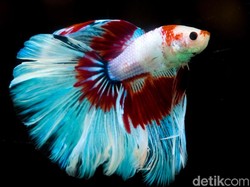 4 Bulan Berpisah, Ikan Cupang Ini Akhirnya Reuni dengan Pemiliknya