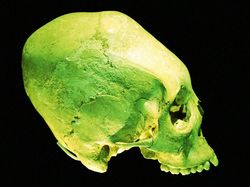 Ditemukan Tengkorak Mirip Alien