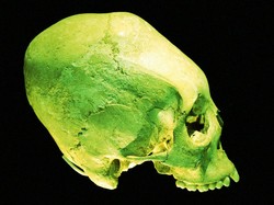 Ditemukan Tengkorak Mirip Alien