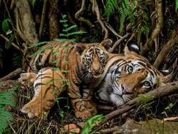 Populerkan Makna Baru Big 5, Boleh Diburu dengan Kamera Bukan Senjata