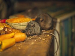Tikus Purba Terbesar di Dunia Ternyata Tak Sebesar yang Kita Kira