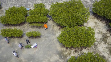 Pemerintah Putar Otak Cari Duit Rp 33 T buat Kelola Keanekaragaman Hayati