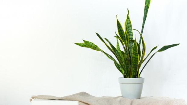 Tanaman hias lidah mertua.