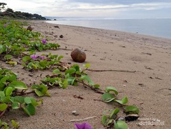 Wisata Lengkap Pantai Sayang Heulang Garut, Padang rumput-Gumuk Pasir