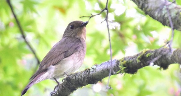 Ilustrasi burung/Instagram.com/yoshinko_bass