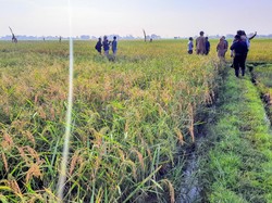 Petani Situbondo Kembangkan Padi Varietas Baru, Ini Hasilnya