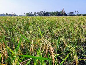 6 Negara yang Dikenal Sebagai Lumbung Padi di Asia Tenggara