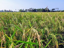 Peneliti Temukan Gen Manusia Bikin Hasil Panen Meningkat