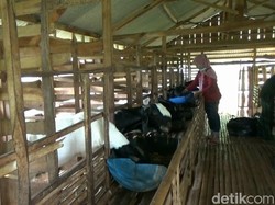 Kisah Sukses Milenial Lamongan Beternak Kambing Etawa