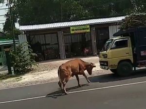 Lepas Saat Dijual, Sapi di Lamongan Ini Seruduk Biker dan Truk