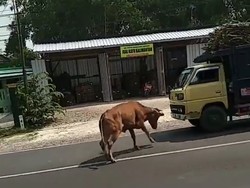 Lepas Saat Dijual, Sapi di Lamongan Ini Seruduk Biker dan Truk