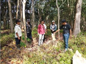 Pria di Cianjur Tewas Tertimpa Pohon yang Ditebangnya