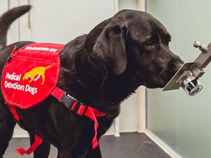 Anjing Pelacak Bisa Endus Hampir 90 Persen Orang yang Tertular Corona