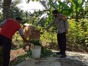 Dua Ekor Sapi Misterius Ditemukan di Bantargadung Sukabumi