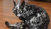Aneka Foto Hewan Aneh dengan Kondisi Vitiligo, Apa Itu?