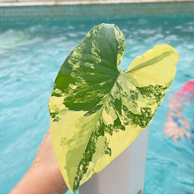 Monstera Marmorata menampikan warna kombinasi hijau dan kuning /instagram.com/titi_kamall