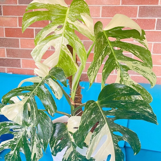 Monthai King yang dikoleksi Titi Kamal bisa tumbuh mencapai 47 cm/instagram.com/titi_kamall