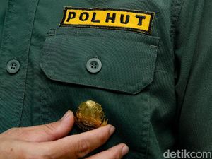 Ini Syarat Jadi Polisi Kehutanan: Berjiwa Petualang dan Taat Hukum