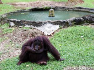 Viral Hp Pengunjung Direbut Monyet di Ragunan, Begini Kejadiannya