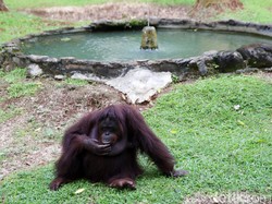 Viral Hp Pengunjung Direbut Monyet di Ragunan, Begini Kejadiannya