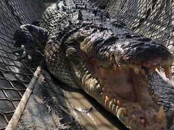 Buaya Agresif yang Disebut Dinosaurus Hidup Dijauhkan dari Pesisir Pantai Australia