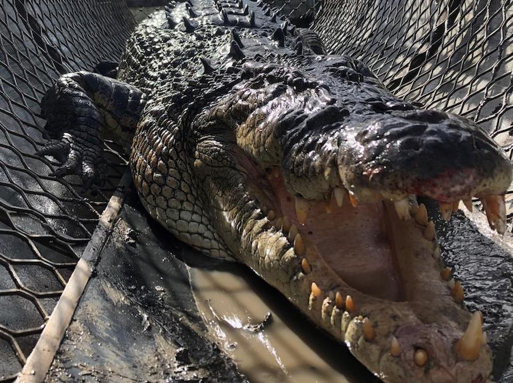 Buaya Agresif yang Disebut Dinosaurus Hidup Dijauhkan dari Pesisir Pantai Australia Buaya Agresif yang Disebut Dinosaurus Hidup Dijauhkan dari Pesisir Pantai Australia