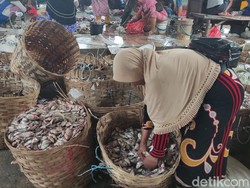 Miris, Harga Ikan di Lamongan Justru Terjun Bebas Saat Masa Panen