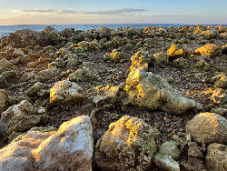 Siklon Seroja Bikin Terumbu Karang Rusak Parah di Sebagian NTT