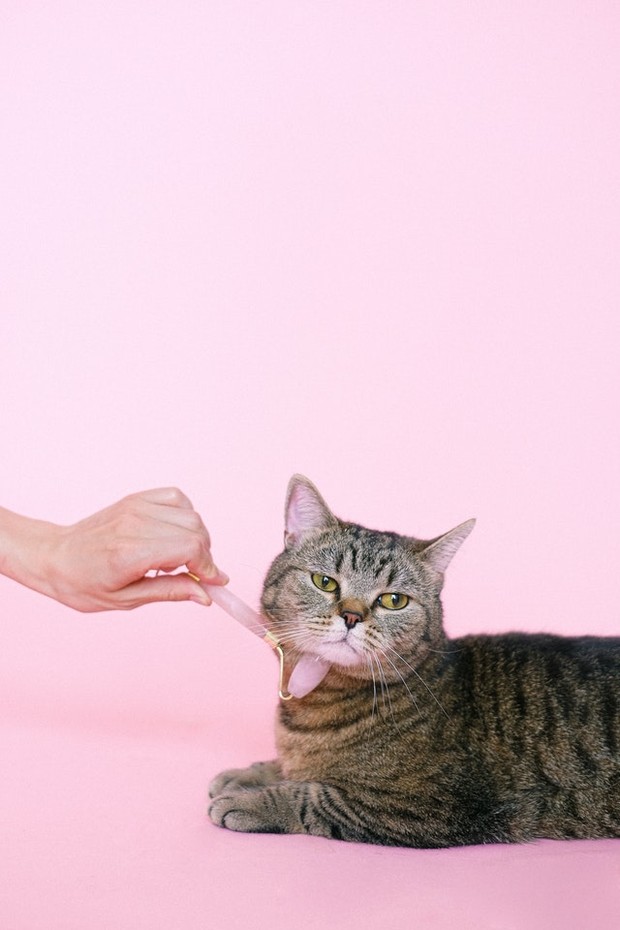 Kucing lucu/Pexels.com/Anna Shvets