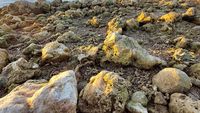 Terumbu Karang di NTT Rusak Diterjang Siklon Seroja