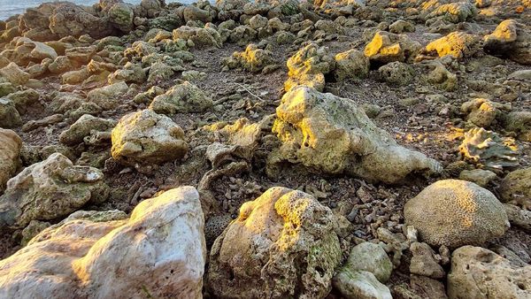 Terumbu Karang di NTT Rusak Diterjang Siklon Seroja