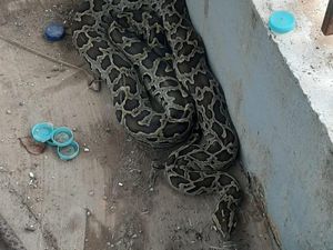 Ular Sanca Batik 4 Meter Muncul di Halaman Rumah Warga di Makassar