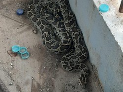 Ular Sanca Batik 4 Meter Muncul di Halaman Rumah Warga di Makassar