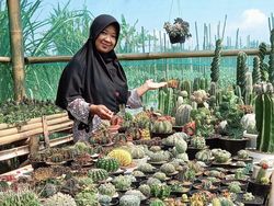 Berani! Resign dari Bank, Wanita Ini Jual Kaktus Dapat Puluhan Juta