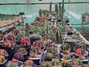 Apa Saja Tumbuhan yang Termasuk Xerofit, Higrofit, Hidrofit?