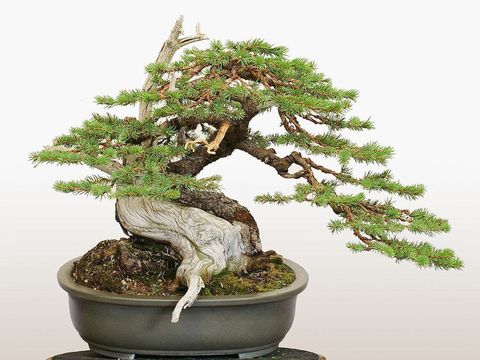 bonsai
