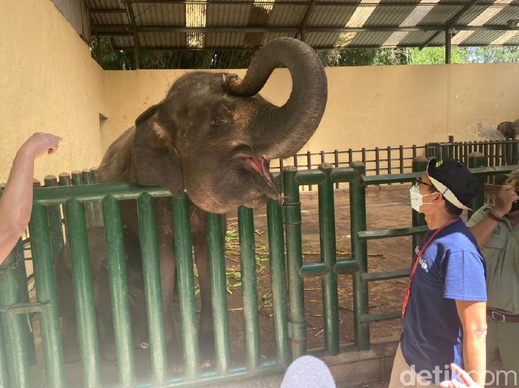 Dinamai oleh Sandiaga Uno, Ini Gajah Pulisia di Taman Safari