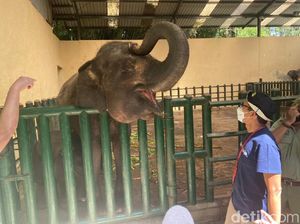Dinamai oleh Sandiaga Uno, Ini Gajah Pulisia di Taman Safari Dinamai oleh Sandiaga Uno, Ini Gajah Pulisia di Taman Safari