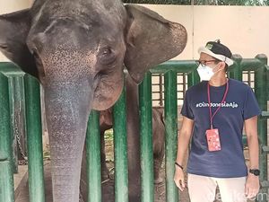 Sandi: Ada Gajah Kurus dan Mati Karena Kebun Binatang Kurang Dana Sandi: Ada Gajah Kurus dan Mati Karena Kebun Binatang Kurang Dana