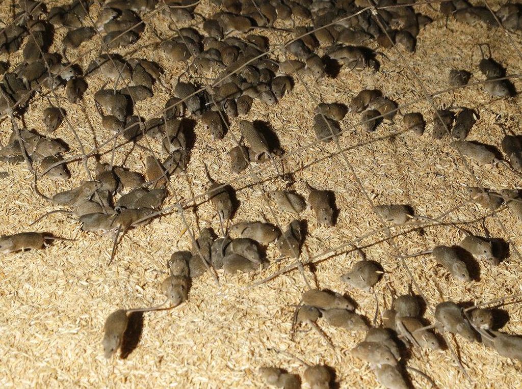 Ngerinya Dampak Wabah Tikus yang Landa Australia Ngerinya Dampak Wabah Tikus yang Landa Australia