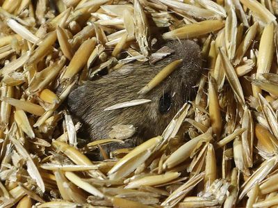 Hama Tikus Serang Pertanian di Australia